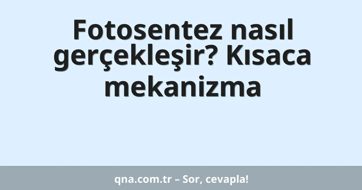 Fotosentez nasıl gerçekleşir? Kısaca mekanizma