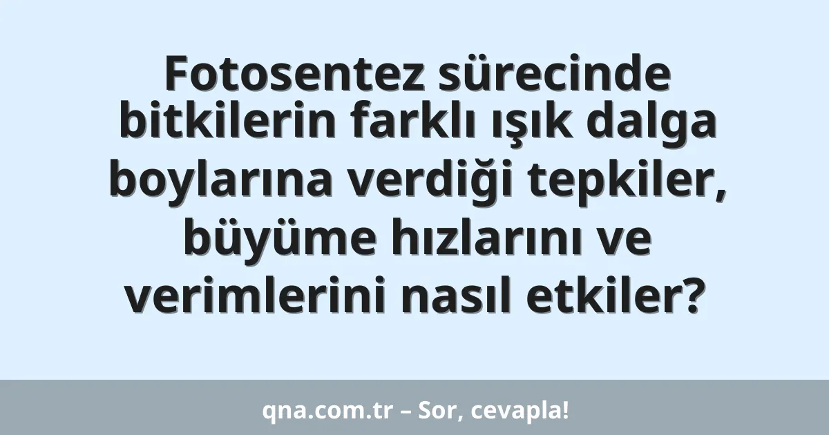 Fotosentez sürecinde bitkilerin farklı ışık dalga boylarına verdiği tepkiler, büyüme hızlarını ve verimlerini nasıl etkiler?