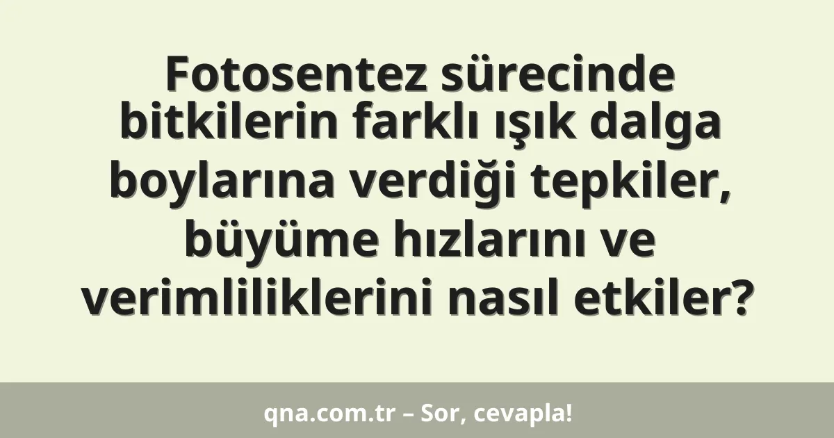 Fotosentez sürecinde bitkilerin farklı ışık dalga boylarına verdiği tepkiler, büyüme hızlarını ve verimliliklerini nasıl etkiler?