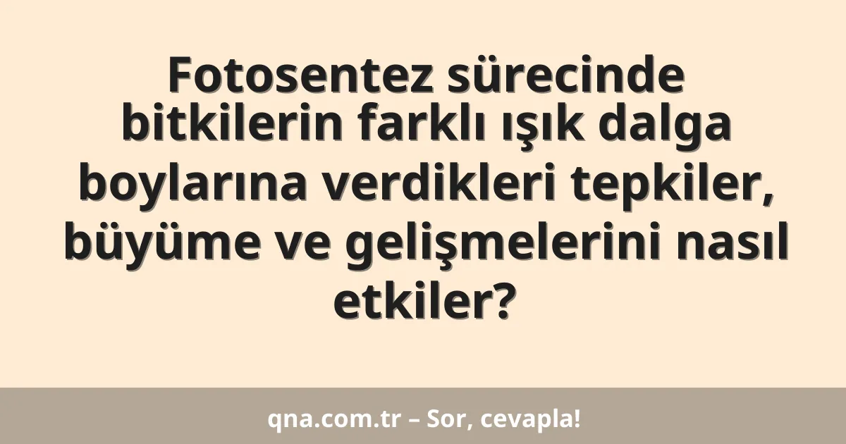 Fotosentez sürecinde bitkilerin farklı ışık dalga boylarına verdikleri tepkiler, büyüme ve gelişmelerini nasıl etkiler?