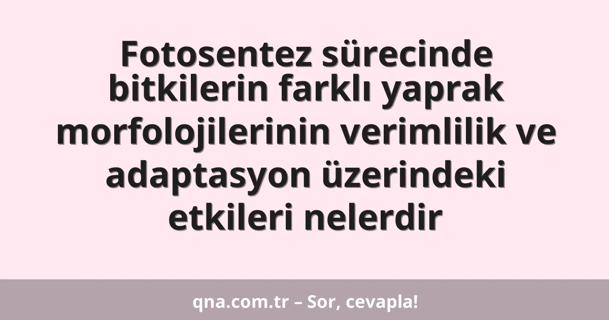 Fotosentez sürecinde bitkilerin farklı yaprak morfolojilerinin verimlilik ve adaptasyon üzerindeki etkileri nelerdir