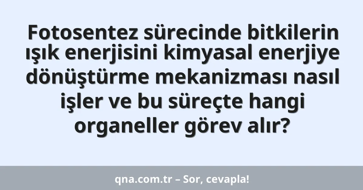 Fotosentez sürecinde bitkilerin ışık enerjisini kimyasal enerjiye dönüştürme mekanizması nasıl işler ve bu süreçte hangi organeller görev alır?