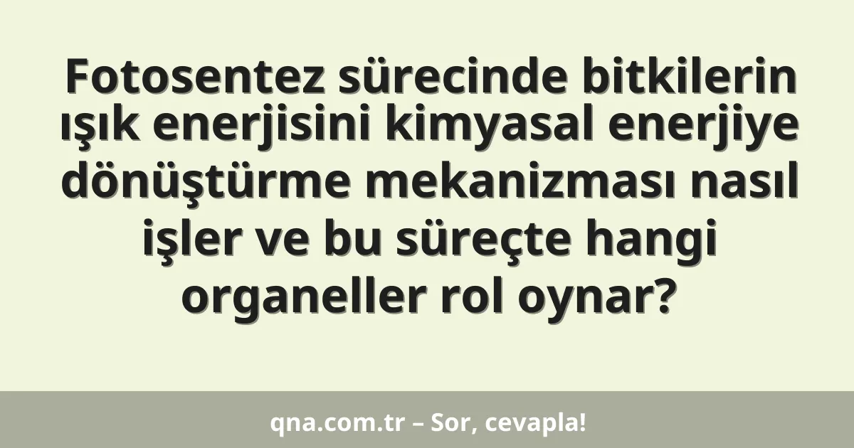Fotosentez sürecinde bitkilerin ışık enerjisini kimyasal enerjiye dönüştürme mekanizması nasıl işler ve bu süreçte hangi organeller rol oynar?