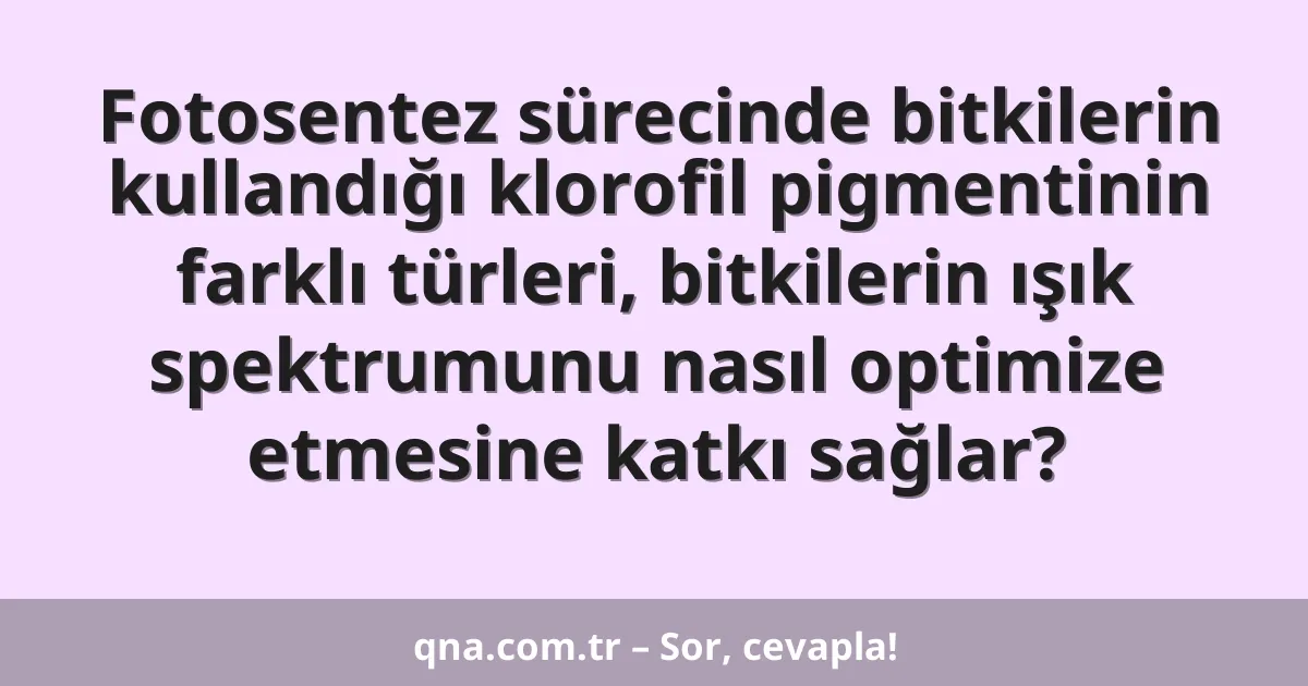 Fotosentez sürecinde bitkilerin kullandığı klorofil pigmentinin farklı türleri, bitkilerin ışık spektrumunu nasıl optimize etmesine katkı sağlar?