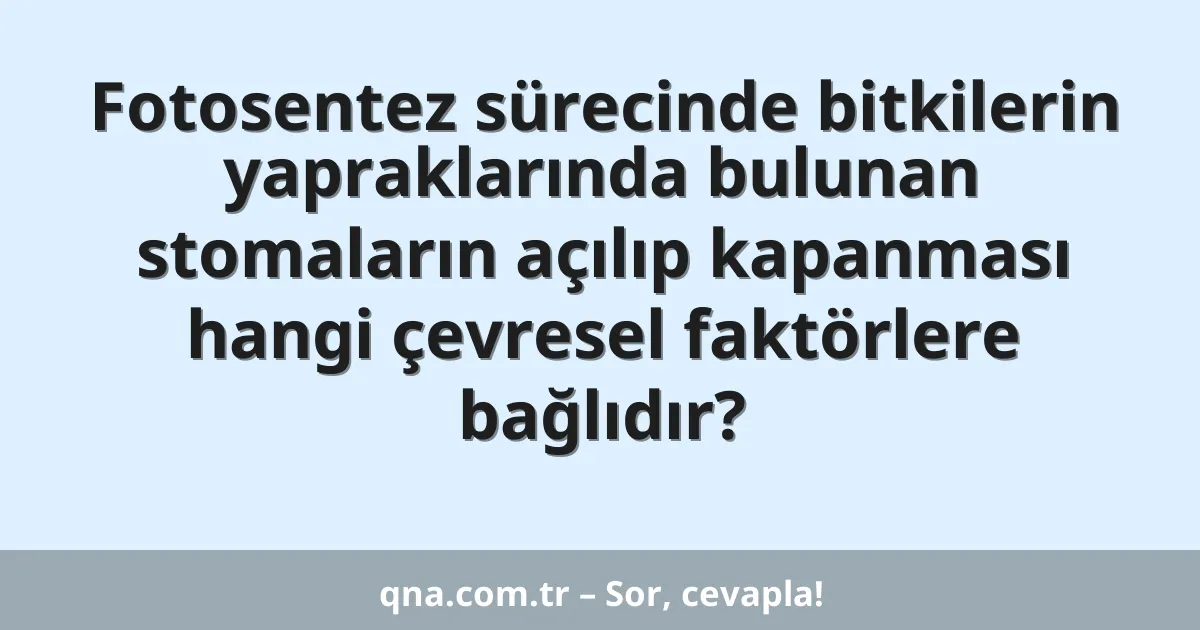 Fotosentez sürecinde bitkilerin yapraklarında bulunan stomaların açılıp kapanması hangi çevresel faktörlere bağlıdır?