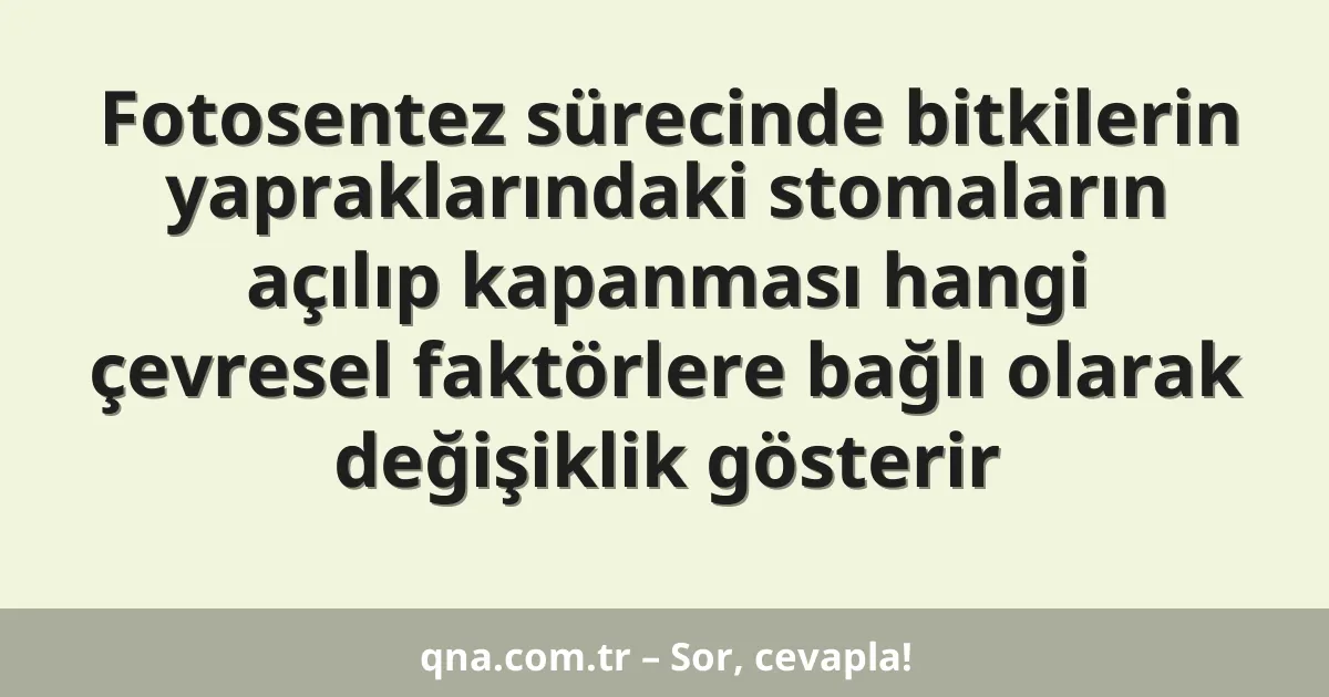 Fotosentez sürecinde bitkilerin yapraklarındaki stomaların açılıp kapanması hangi çevresel faktörlere bağlı olarak değişiklik gösterir