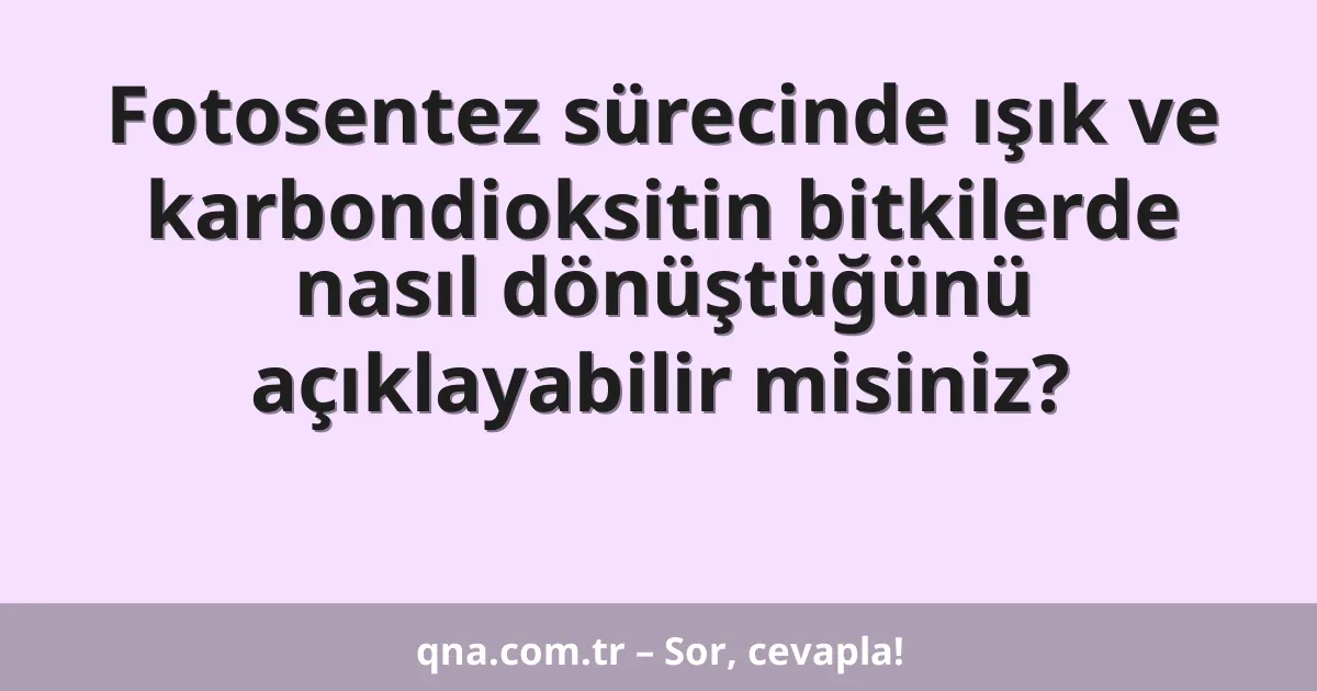 Fotosentez sürecinde ışık ve karbondioksitin bitkilerde nasıl dönüştüğünü açıklayabilir misiniz?