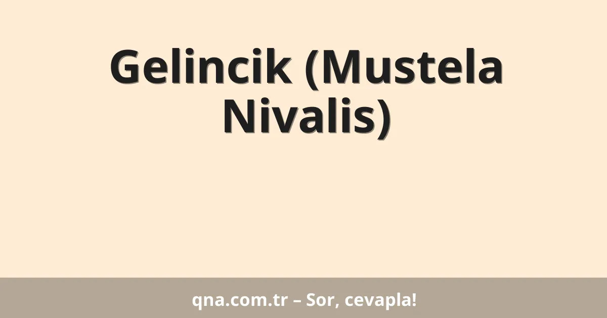 Gelincik (Mustela Nivalis)