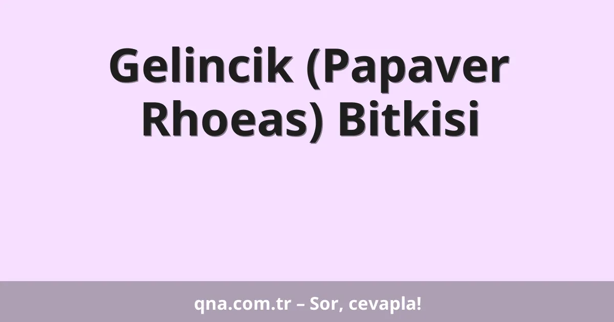 Gelincik (Papaver Rhoeas) Bitkisi
