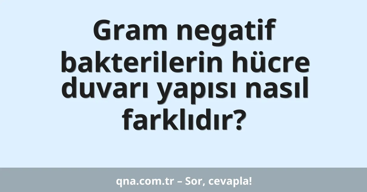 Gram negatif bakterilerin hücre duvarı yapısı nasıl farklıdır?