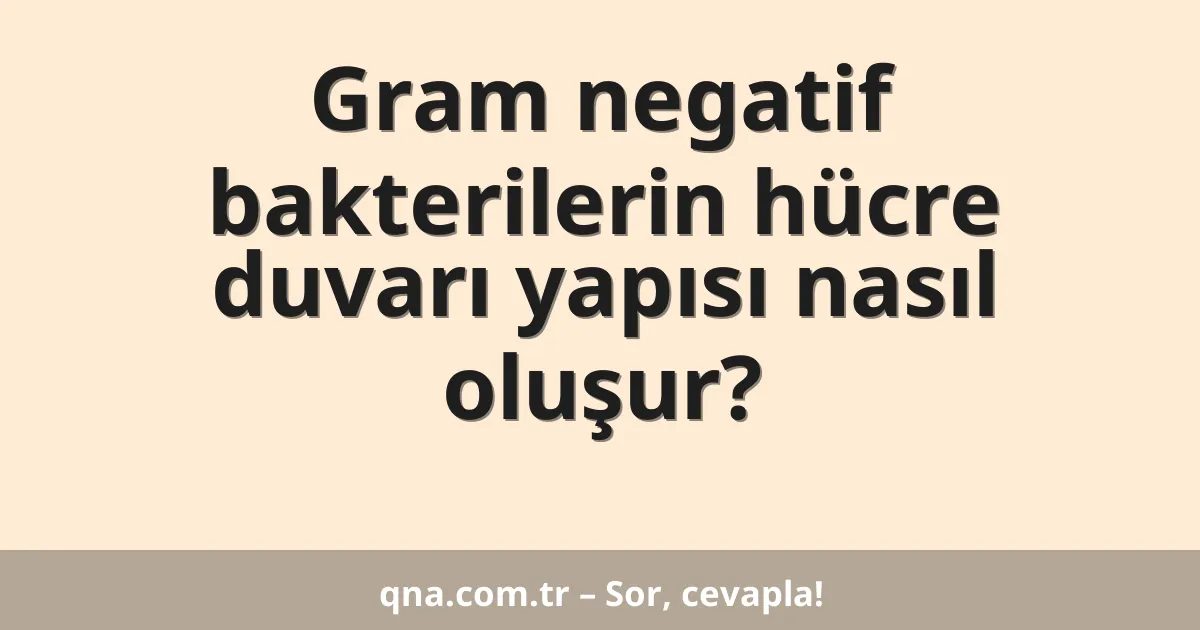 Gram negatif bakterilerin hücre duvarı yapısı nasıl oluşur?
