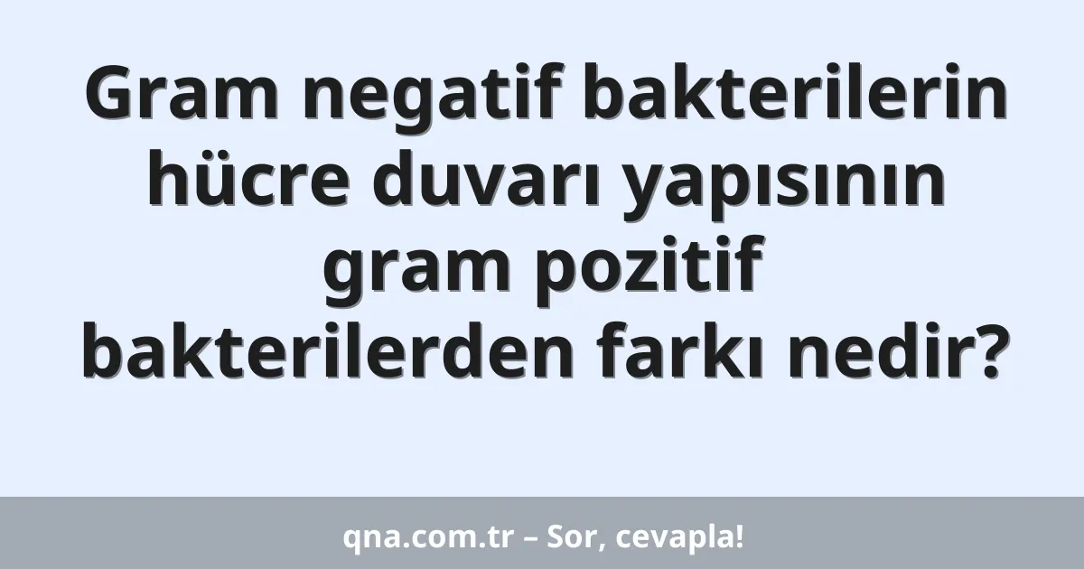 Gram negatif bakterilerin hücre duvarı yapısının gram pozitif bakterilerden farkı nedir?