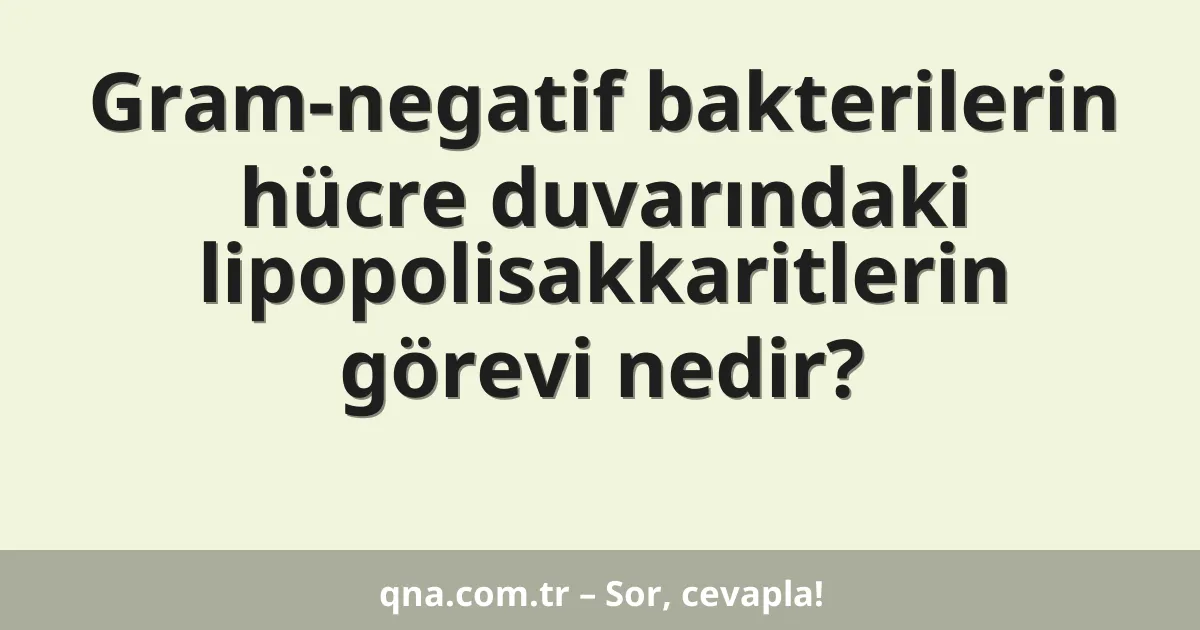 Gram-negatif bakterilerin hücre duvarındaki lipopolisakkaritlerin görevi nedir?