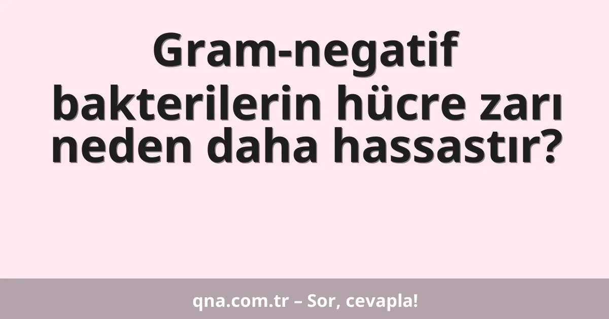 Gram-negatif bakterilerin hücre zarı neden daha hassastır?