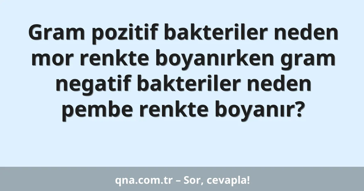 Gram pozitif bakteriler neden mor renkte boyanırken gram negatif bakteriler neden pembe renkte boyanır?