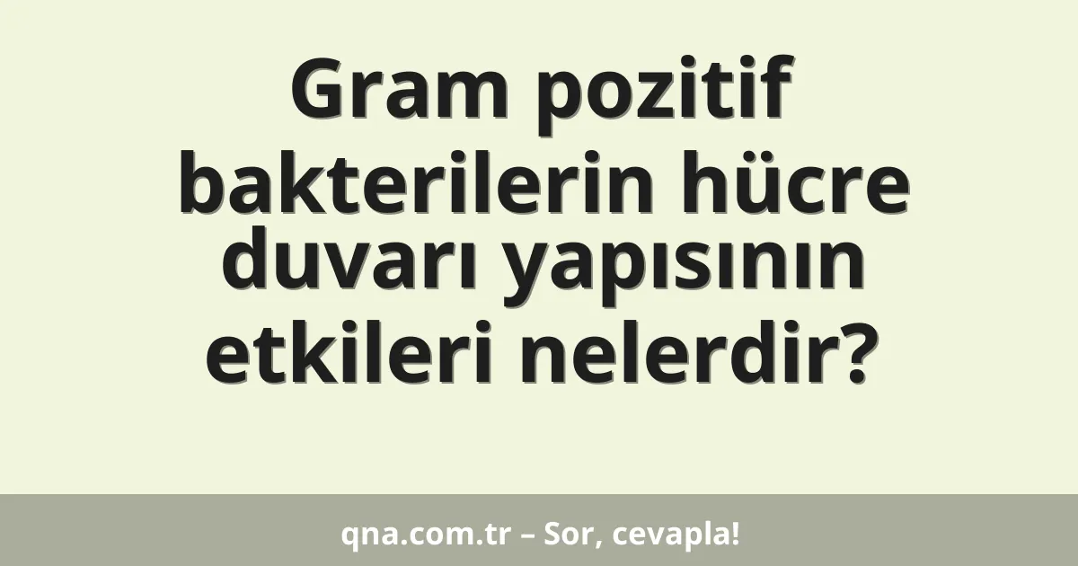 Gram pozitif bakterilerin hücre duvarı yapısının etkileri nelerdir?