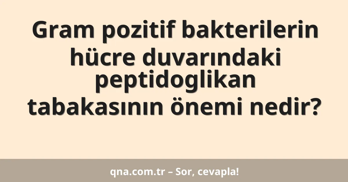 Gram pozitif bakterilerin hücre duvarındaki peptidoglikan tabakasının önemi nedir?