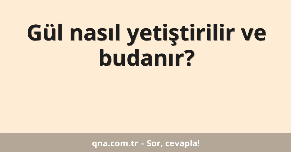 Gül nasıl yetiştirilir ve budanır?