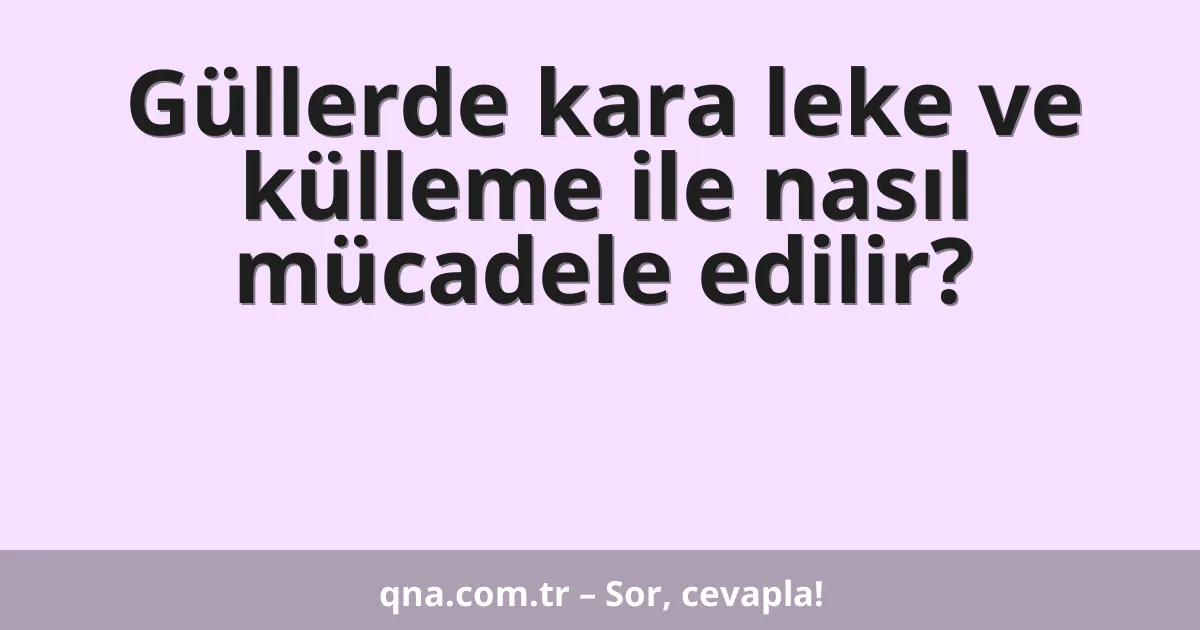 Güllerde kara leke ve külleme ile nasıl mücadele edilir?