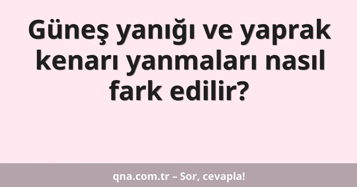 Güneş yanığı ve yaprak kenarı yanmaları nasıl fark edilir?