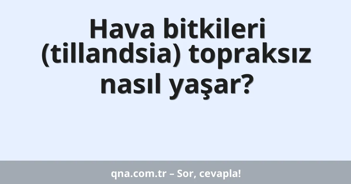 Hava bitkileri (tillandsia) topraksız nasıl yaşar?