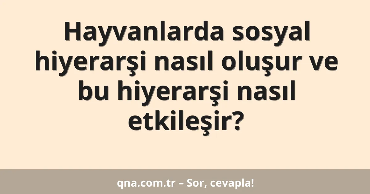 Hayvanlarda sosyal hiyerarşi nasıl oluşur ve bu hiyerarşi nasıl etkileşir?