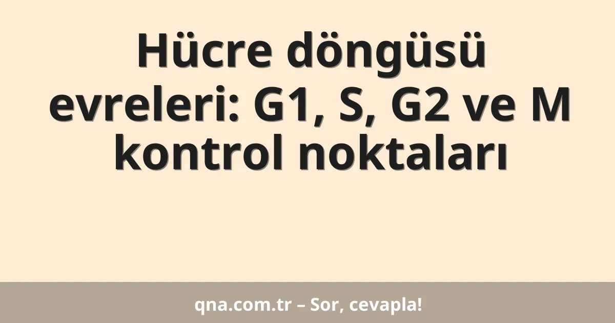 Hücre döngüsü evreleri: G1, S, G2 ve M kontrol noktaları