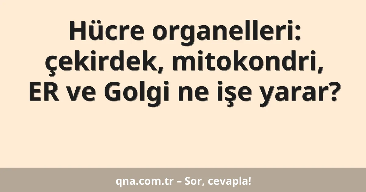 Hücre organelleri: çekirdek, mitokondri, ER ve Golgi ne işe yarar?