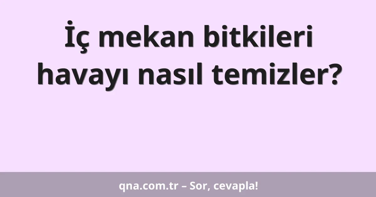 İç mekan bitkileri havayı nasıl temizler?