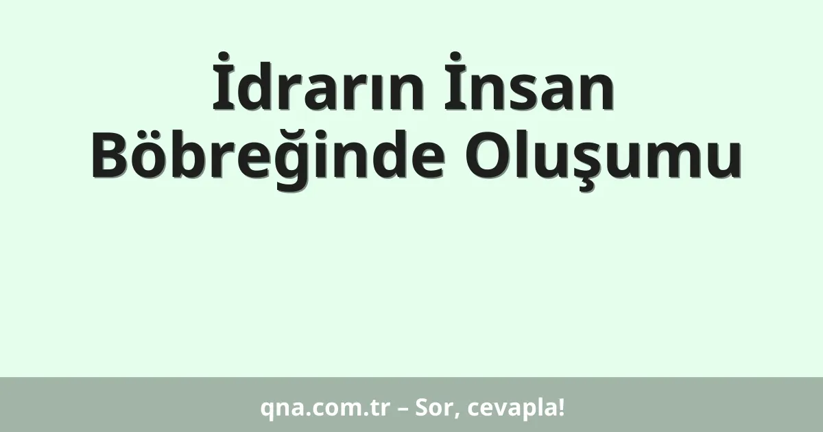 İdrarın İnsan Böbreğinde Oluşumu