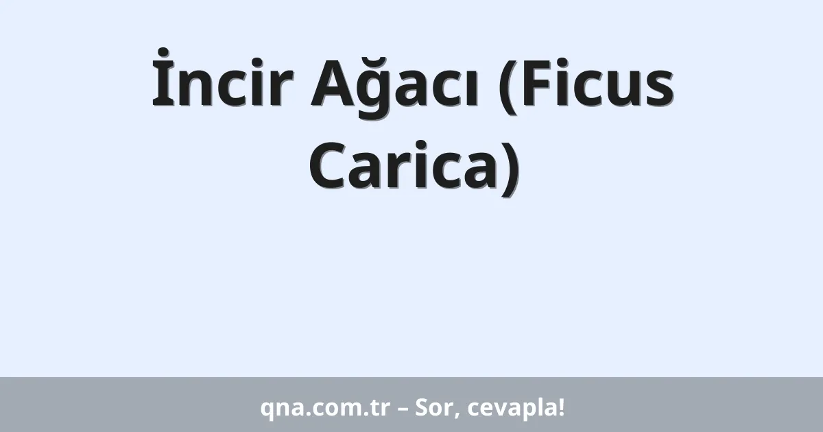 İncir Ağacı (Ficus Carica)