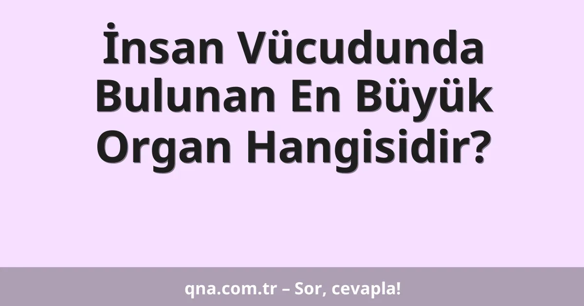 İnsan Vücudunda Bulunan En Büyük Organ Hangisidir?