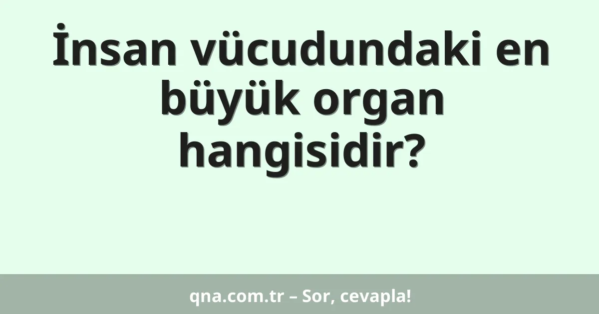 İnsan vücudundaki en büyük organ hangisidir?
