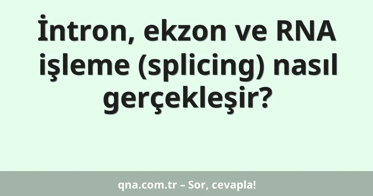 İntron, ekzon ve RNA işleme (splicing) nasıl gerçekleşir?