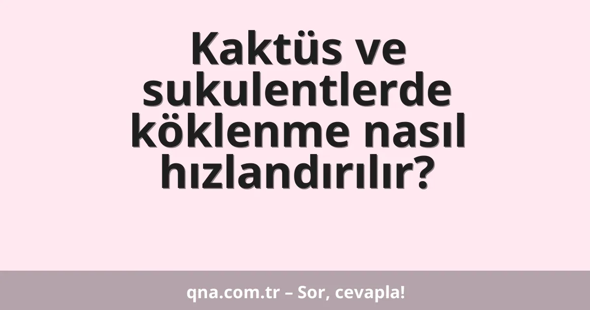 Kaktüs ve sukulentlerde köklenme nasıl hızlandırılır?