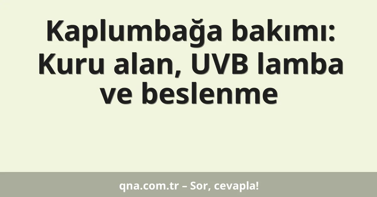 Kaplumbağa bakımı: Kuru alan, UVB lamba ve beslenme