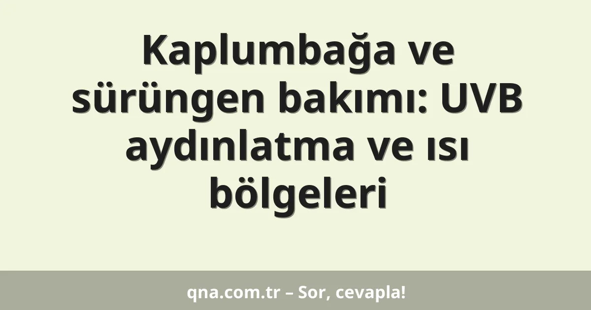 Kaplumbağa ve sürüngen bakımı: UVB aydınlatma ve ısı bölgeleri