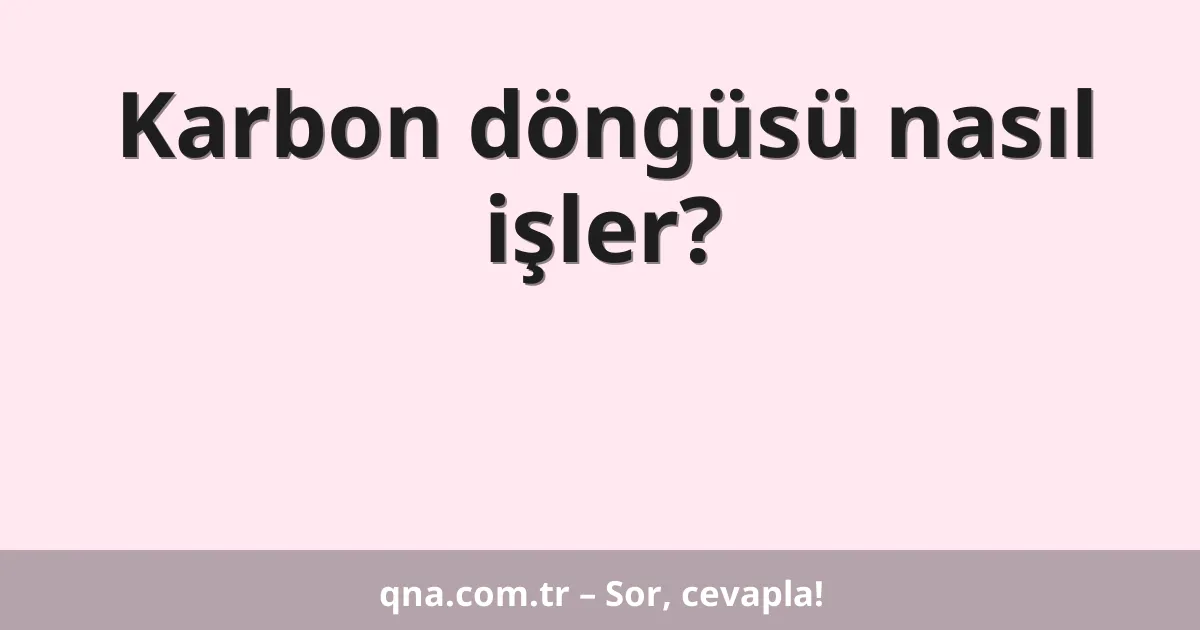 Karbon döngüsü nasıl işler?