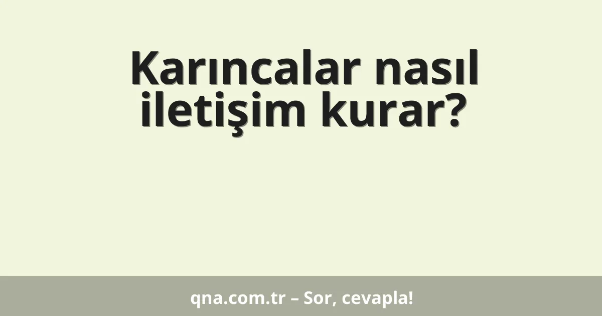 Karıncalar nasıl iletişim kurar?