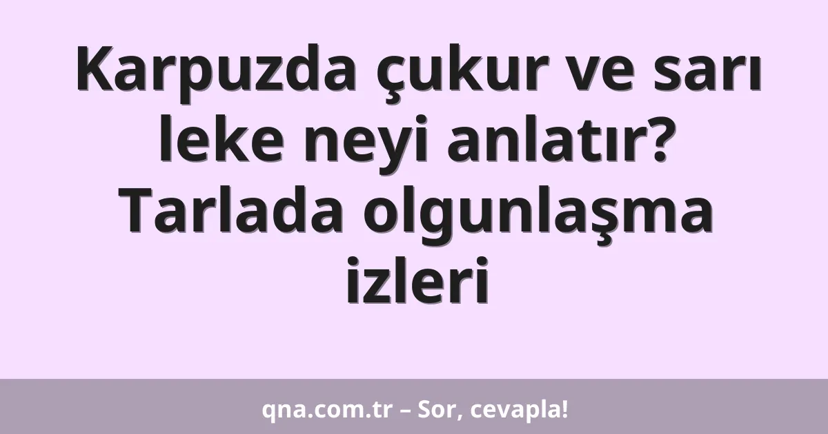Karpuzda çukur ve sarı leke neyi anlatır? Tarlada olgunlaşma izleri