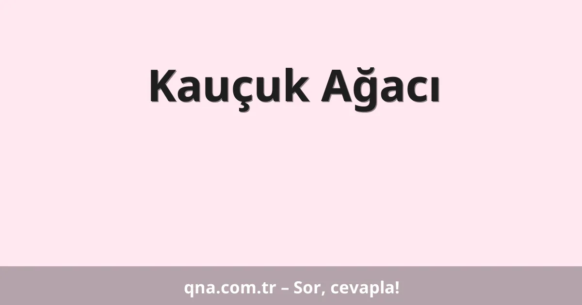Kauçuk Ağacı
