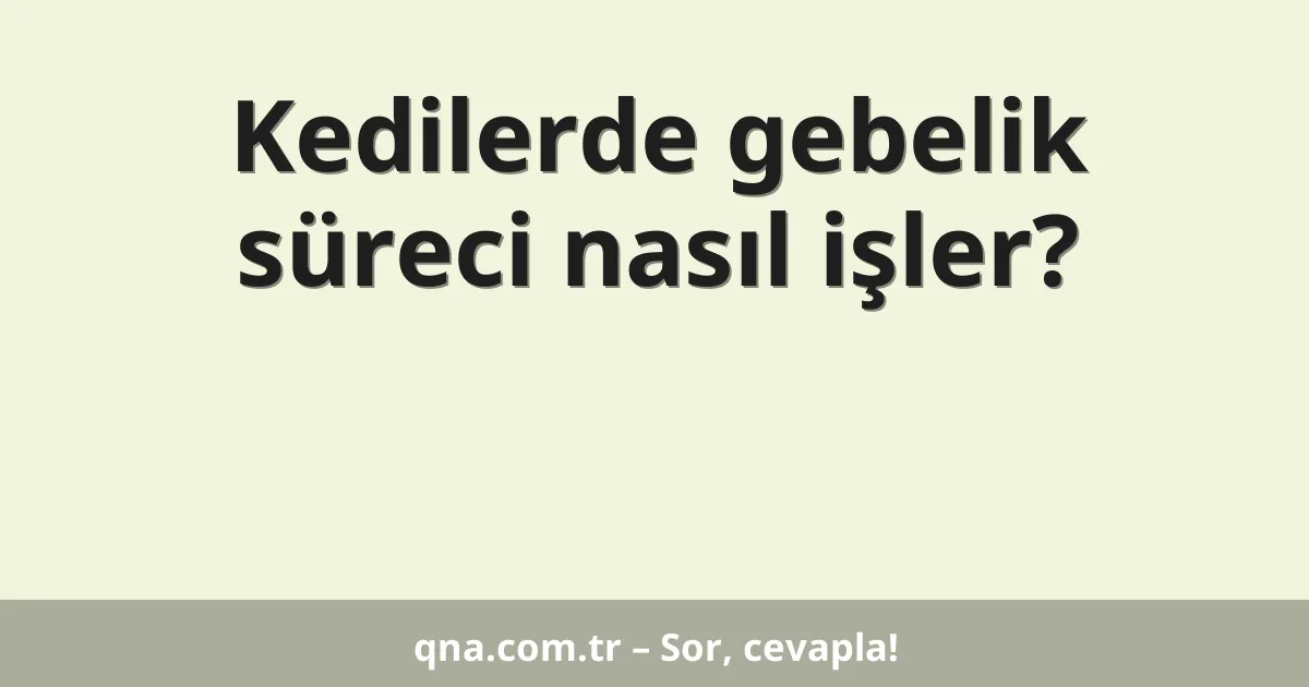 Kedilerde gebelik süreci nasıl işler?