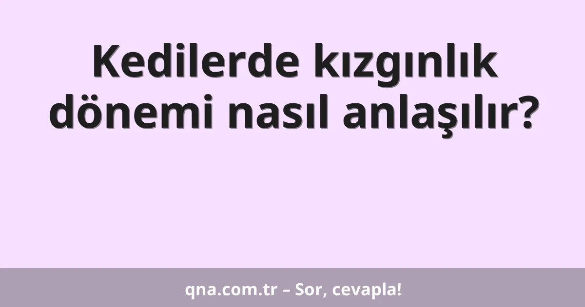 Kedilerde kızgınlık dönemi nasıl anlaşılır?