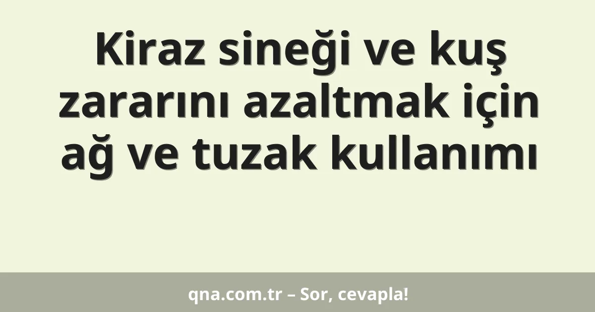 Kiraz sineği ve kuş zararını azaltmak için ağ ve tuzak kullanımı