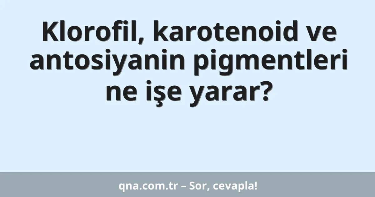 Klorofil, karotenoid ve antosiyanin pigmentleri ne işe yarar?