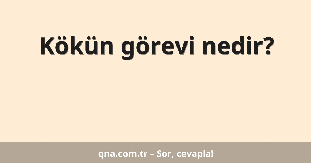 Kökün görevi nedir?