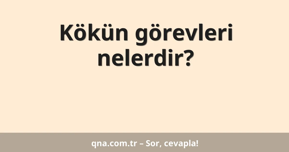 Kökün görevleri nelerdir?