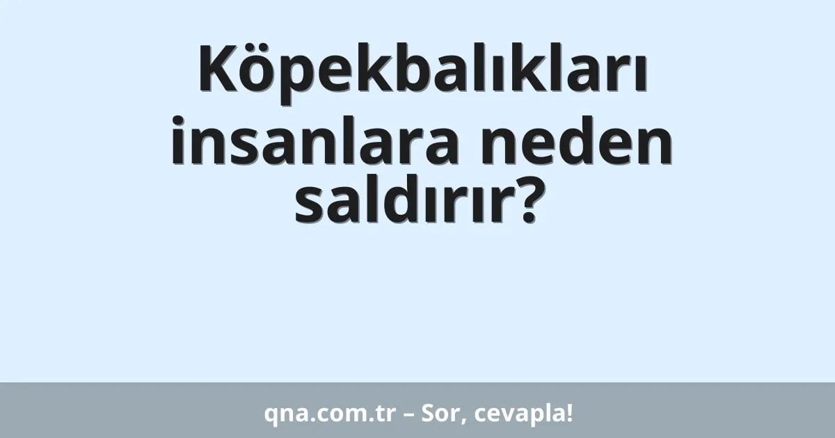 Köpekbalıkları insanlara neden saldırır?