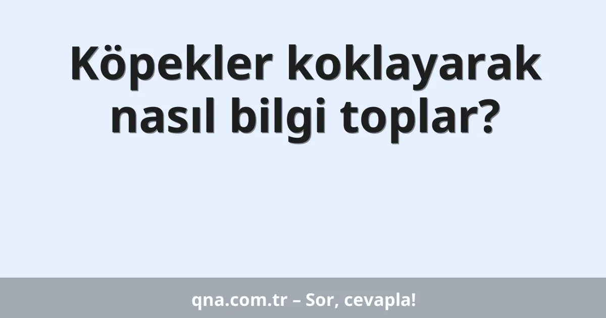 Köpekler koklayarak nasıl bilgi toplar?