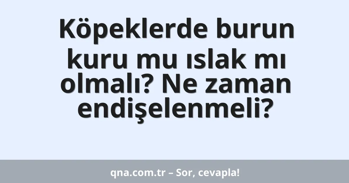 Köpeklerde burun kuru mu ıslak mı olmalı? Ne zaman endişelenmeli?